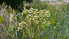 photo of an Apocynum cannabinum plant