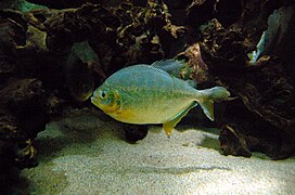 Pygopristis denticulata Spécimen à Aquarium du palais de la Porte Dorée