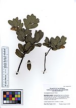 Miniatura para Arctostaphylos hooveri