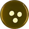 Aspergillus taichungensis growing on MEAOX plate