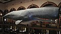 Sperm whale model in Hawaiian Hall, 2010