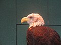 "Liberty", a bald eagle rescued from Naples, Florida, resides in the Charleston aquarium.