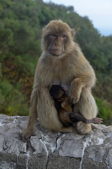 Afa de Gibraltar (Gibraltar Barbary macaques) che dà l piet a si pitl.