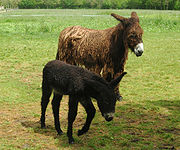 Baudet du Poitou