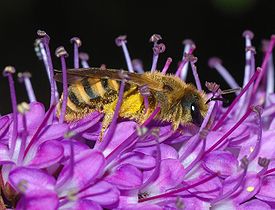 Halictus scabiosae