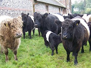 English: Belted Galloway Cattle, Bishopstone. ...