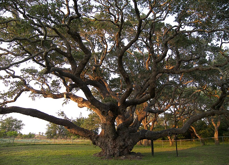 File:Big tree.jpg