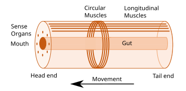 Idealised wormlike bilaterian body plan. With a cylindrical body and a direction of movement the animal has head and tail ends. Sense organs and mouth form the basis of the head. Opposed circular and longitudinal muscles enable peristaltic motion. Bilaterian body plan.svg