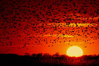 Une nuée de carouges à épaulettes (Agelaius phoeniceus) devant le soleil couchant. Photo prise au Quivira National Wildlife Refuge dans le Kansas (États-Unis). (définition réelle 800 × 533*)