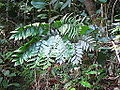 Bowenia spectabilis (typical form) in the Daintree Rainforest in northeast Queensland, Australia