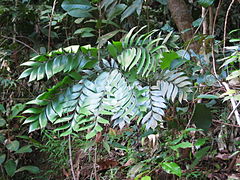 Bowenia spectabilis na Daintree Rainforest, no nordeste de Queensland, Austrália