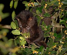 Коричневая пальма civet.jpg