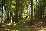 Bild 6: Früherer Zugang zur Burg, rechts der vorspringende Teil des Ringwalles