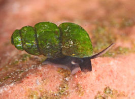 Bythinella cylindrica