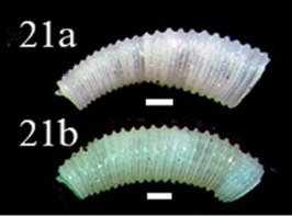 Caecum donmoorei