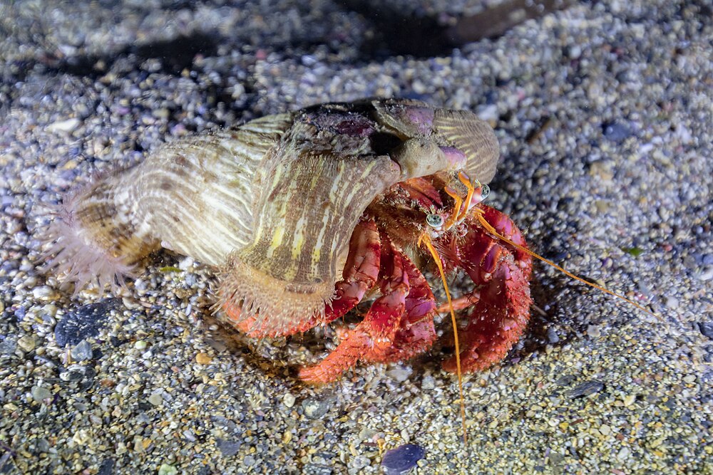 :File:Cangrejo ermitaño (Dardanus calidus), Cabo de Palos, España, 2022-07-15, DD 115.jpg