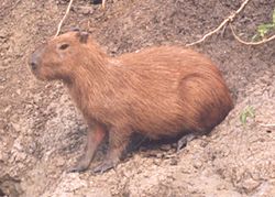 Kapybara (Hydrochoeris hydrochaeris)