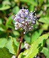 Ceanothus diversifolius