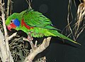 Red-flanked lorikeet