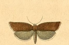 Clepsis unicolorana