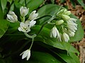 Clintonia udensis bud in Mount Choshi 2002-06-13.jpg