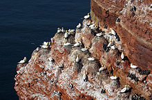 A breeding colony of northern gannets on the Heligoland archipelago in the North Sea. Colony Northern Gannet Morus bassanus.jpg