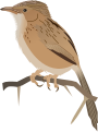 Common Babbler