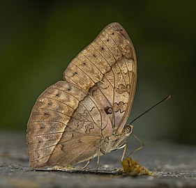 C. e. egesta giống cái Vườn quốc gia Kakum, Ghana