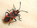 Coryzus hyoscyami, la punaise de la jusquiame.