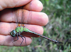 female