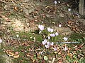 Crocus kotschyanus