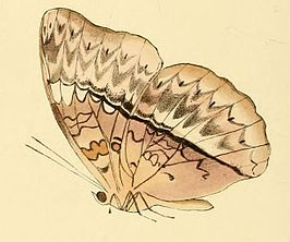 Cymothoe harmilla