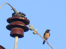 Cyprus Pied Wheatear.jpg