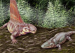 Reconstitution d'un grand dimétrodon côtoyant l'amphibien Eryops, deux vertébrés terrestres connus des lits rouges du Texas et de l'Oklahoma.