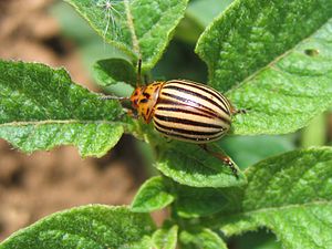 Doryphore adulte