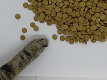 Photographie d’une patte de chat allant chercher des petits morceaux de nourriture sèche.