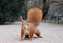 Paprastoji voverė (Sciurus vulgaris) Diuseldorfo Hofgarteno sode (Vokietija)