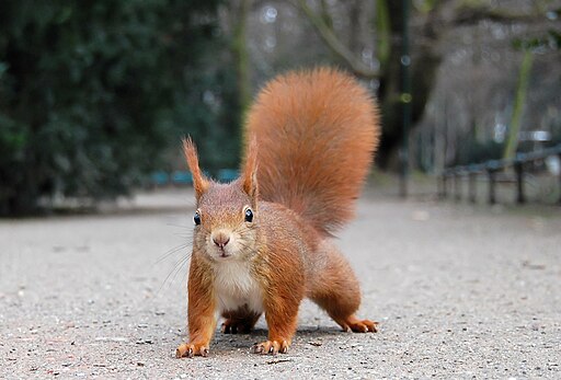 Eichhörnchen Düsseldorf Hofgarten edit