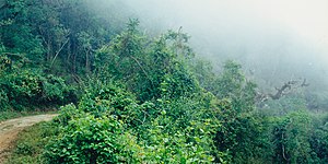 Road into the cloud forest of El Cielo Biosphere Reserve, Municipality of Gómez Farías, Tamaulipas, Mexico (April 2001)