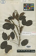 Vignette pour Paullinia capreolata