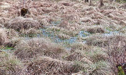 Entenmoos Raised-Transitional Mire