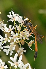 Miniatura para Anomaloninae