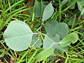 Miniatura para Eucalyptus albens