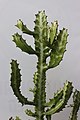 Euphorbia во Ботаничката градина на ПМФ во Скопје.