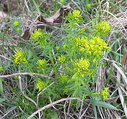 Siauralapė karpažolė (Euphorbia cyparissias)