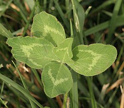 Five-leaf Clover, Megan McCarty128