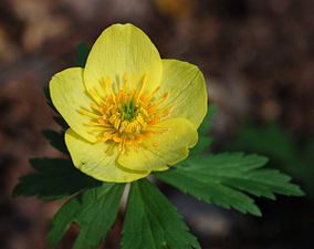 Trollius laxus (globeflower)