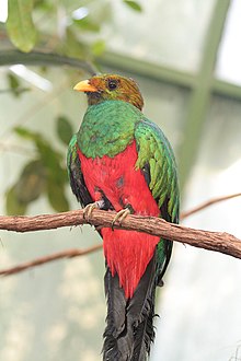 Golden-headed quetzal