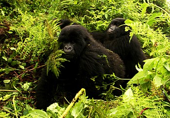 Mountain gorillas, Rwanda