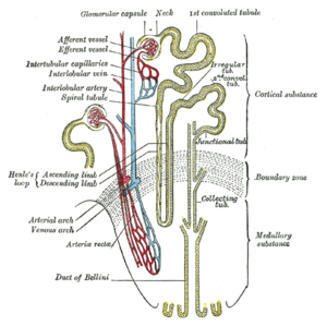 Loop of Henle (Grey's Anatomy book)